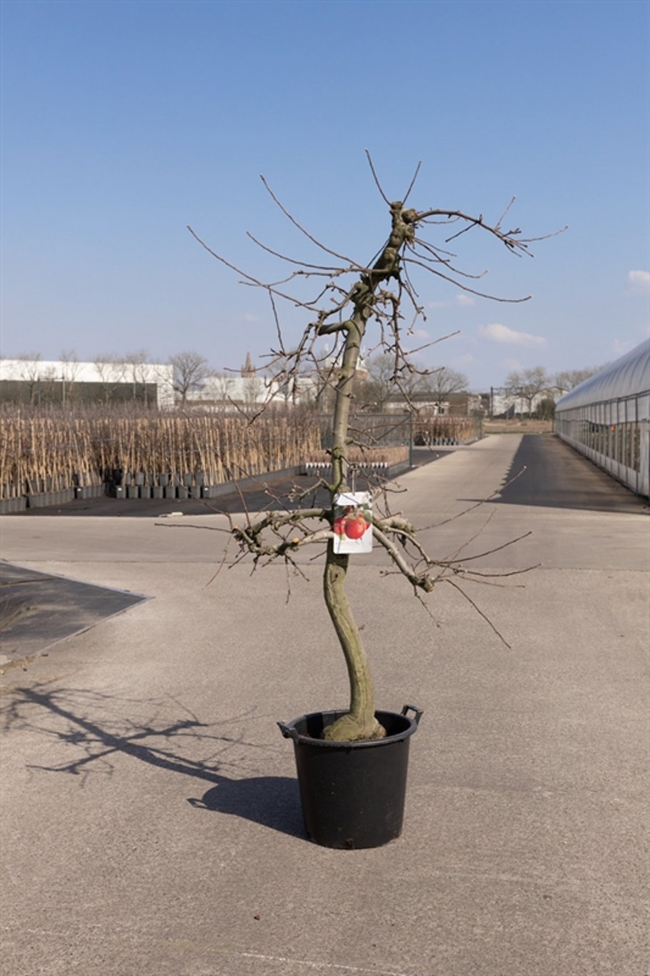 Malus d. 'Junami' - C60